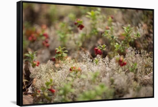 Lingonberries, lichen on a foreground-Paivi Vikstrom-Framed Stretched Canvas