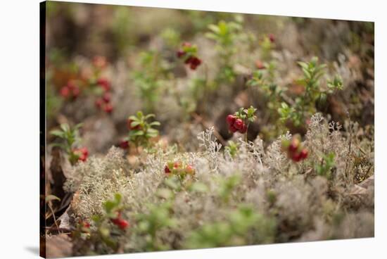 Lingonberries, lichen on a foreground-Paivi Vikstrom-Stretched Canvas