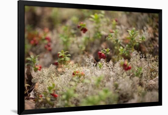 Lingonberries, lichen on a foreground-Paivi Vikstrom-Framed Photographic Print