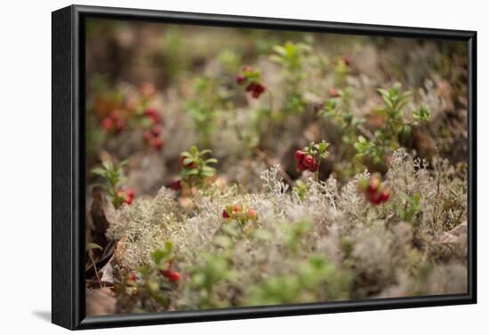 Lingonberries, lichen on a foreground-Paivi Vikstrom-Framed Photographic Print