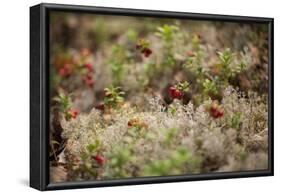 Lingonberries, lichen on a foreground-Paivi Vikstrom-Framed Photographic Print