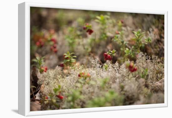 Lingonberries, lichen on a foreground-Paivi Vikstrom-Framed Photographic Print