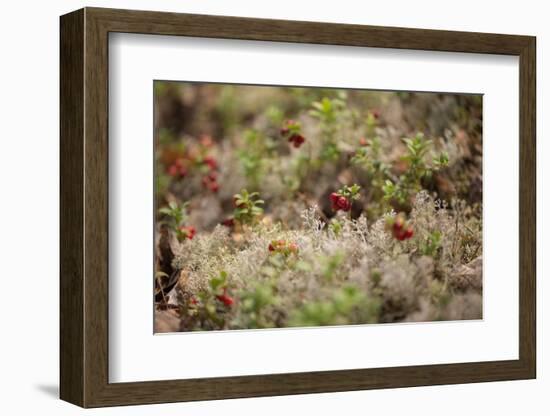 Lingonberries, lichen on a foreground-Paivi Vikstrom-Framed Photographic Print