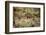 Lingonberries, lichen on a foreground-Paivi Vikstrom-Framed Photographic Print