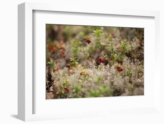 Lingonberries, lichen on a foreground-Paivi Vikstrom-Framed Photographic Print