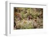Lingonberries, lichen on a foreground-Paivi Vikstrom-Framed Photographic Print