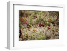 Lingonberries, lichen on a foreground-Paivi Vikstrom-Framed Photographic Print