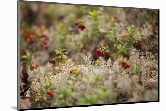 Lingonberries, lichen on a foreground-Paivi Vikstrom-Mounted Photographic Print