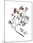 Lingonberry Branch-null-Mounted Giclee Print