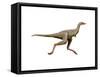 Linhenykus Dinosaur-null-Framed Stretched Canvas