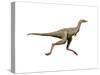 Linhenykus Dinosaur-null-Stretched Canvas