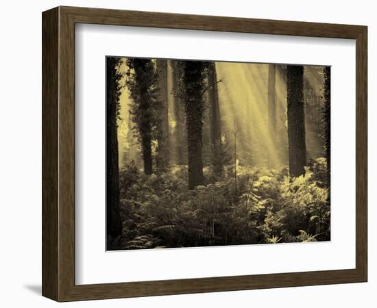 Linkset-David Baker-Framed Photographic Print