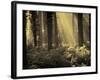 Linkset-David Baker-Framed Photographic Print