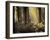 Linkset-David Baker-Framed Photographic Print