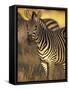 Linkwasha Camp, Burchell's Zebra (Equus Burchelli), Hwange National Park, Zimbabwe-Stuart Westmorland-Framed Stretched Canvas