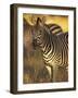 Linkwasha Camp, Burchell's Zebra (Equus Burchelli), Hwange National Park, Zimbabwe-Stuart Westmorland-Framed Photographic Print