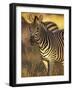 Linkwasha Camp, Burchell's Zebra (Equus Burchelli), Hwange National Park, Zimbabwe-Stuart Westmorland-Framed Photographic Print