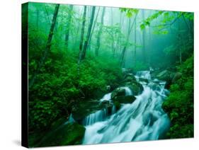 Linn Cove Creek Cascading Through Foggy Forest, Blue Ridge Parkway, North Carolina, USA-Adam Jones-Stretched Canvas