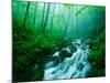 Linn Cove Creek Cascading Through Foggy Forest, Blue Ridge Parkway, North Carolina, USA-Adam Jones-Mounted Photographic Print