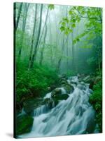 Linn Cove Creek Cascading Through Foggy Forest, Blue Ridge Parkway, North Carolina, USA-Adam Jones-Stretched Canvas