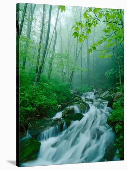 Linn Cove Creek Cascading Through Foggy Forest, Blue Ridge Parkway, North Carolina, USA-Adam Jones-Stretched Canvas