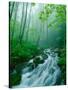 Linn Cove Creek Cascading Through Foggy Forest, Blue Ridge Parkway, North Carolina, USA-Adam Jones-Stretched Canvas