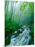 Linn Cove Creek Cascading Through Foggy Forest, Blue Ridge Parkway, North Carolina, USA-Adam Jones-Mounted Photographic Print