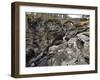 Linn of Dee, Near Braemar, Cairngorms National Park, Aberdeenshire, Scotland, United Kingdom-Gary Cook-Framed Photographic Print