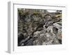 Linn of Dee, Near Braemar, Cairngorms National Park, Aberdeenshire, Scotland, United Kingdom-Gary Cook-Framed Photographic Print