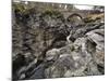 Linn of Dee, Near Braemar, Cairngorms National Park, Aberdeenshire, Scotland, United Kingdom-Gary Cook-Mounted Photographic Print