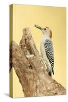 Linn, Texas, USA. Golden-fronted woodpecker eating a seed.-Janet Horton-Stretched Canvas