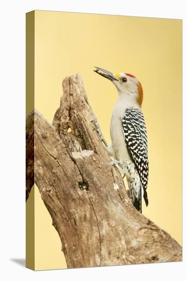 Linn, Texas, USA. Golden-fronted woodpecker eating a seed.-Janet Horton-Stretched Canvas