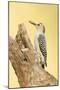 Linn, Texas, USA. Golden-fronted woodpecker eating a seed.-Janet Horton-Mounted Photographic Print
