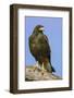 Linn, Texas, USA. Harris' hawk perched on a dead, fallen tree.-Janet Horton-Framed Photographic Print