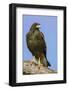 Linn, Texas, USA. Harris' hawk perched on a dead, fallen tree.-Janet Horton-Framed Photographic Print