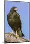 Linn, Texas, USA. Harris' hawk perched on a dead, fallen tree.-Janet Horton-Mounted Photographic Print