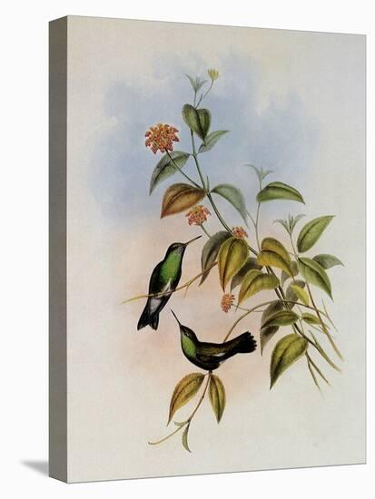 Linn?us' Emerald, Thaumatias Linn?i-John Gould-Stretched Canvas