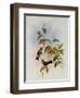 Linn?us' Emerald, Thaumatias Linn?i-John Gould-Framed Giclee Print