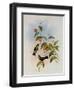 Linn?us' Emerald, Thaumatias Linn?i-John Gould-Framed Giclee Print