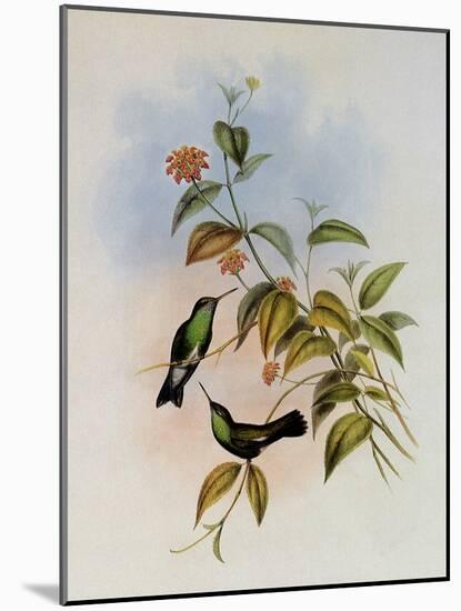 Linn?us' Emerald, Thaumatias Linn?i-John Gould-Mounted Giclee Print