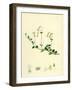 Linnaea Borealis Two-Flowered Linnaea-null-Framed Giclee Print