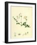 Linnaea Borealis Two-Flowered Linnaea-null-Framed Giclee Print