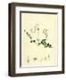 Linnaea Borealis Two-Flowered Linnaea-null-Framed Giclee Print