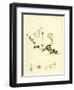 Linnaea Borealis Two-Flowered Linnaea-null-Framed Giclee Print