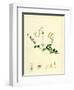 Linnaea Borealis Two-Flowered Linnaea-null-Framed Giclee Print