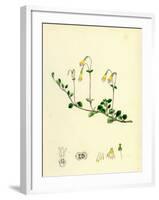 Linnaea Borealis Two-Flowered Linnaea-null-Framed Giclee Print