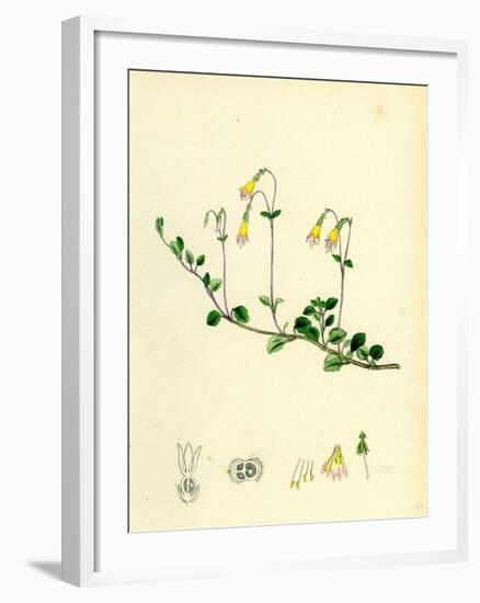 Linnaea Borealis Two-Flowered Linnaea-null-Framed Giclee Print