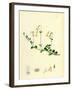 Linnaea Borealis Two-Flowered Linnaea-null-Framed Giclee Print