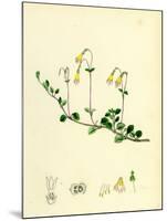 Linnaea Borealis Two-Flowered Linnaea-null-Mounted Giclee Print