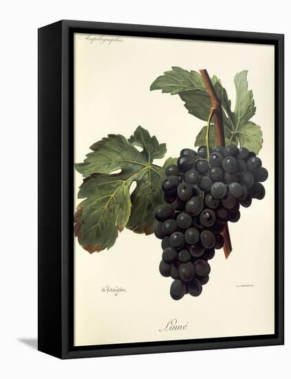 Linne Grape-A. Kreyder-Framed Stretched Canvas